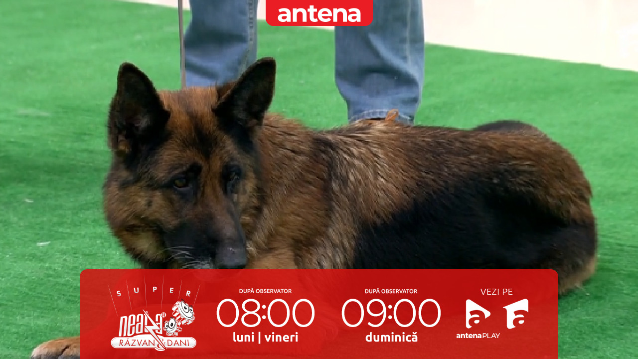 Super Neatza, 14 ianuarie 2026. Cum &icirc;ngrijim corect c&acirc;inii din rasa Ciobănesc German