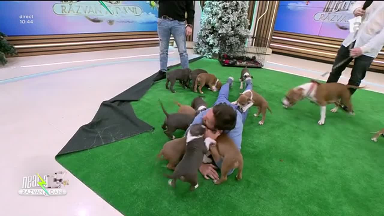 Super Neatza, 21 ianuarie 2026. Amstaff-ul, simbolul virtuții americane, tot mai popular și &icirc;n Rom&acirc;nia