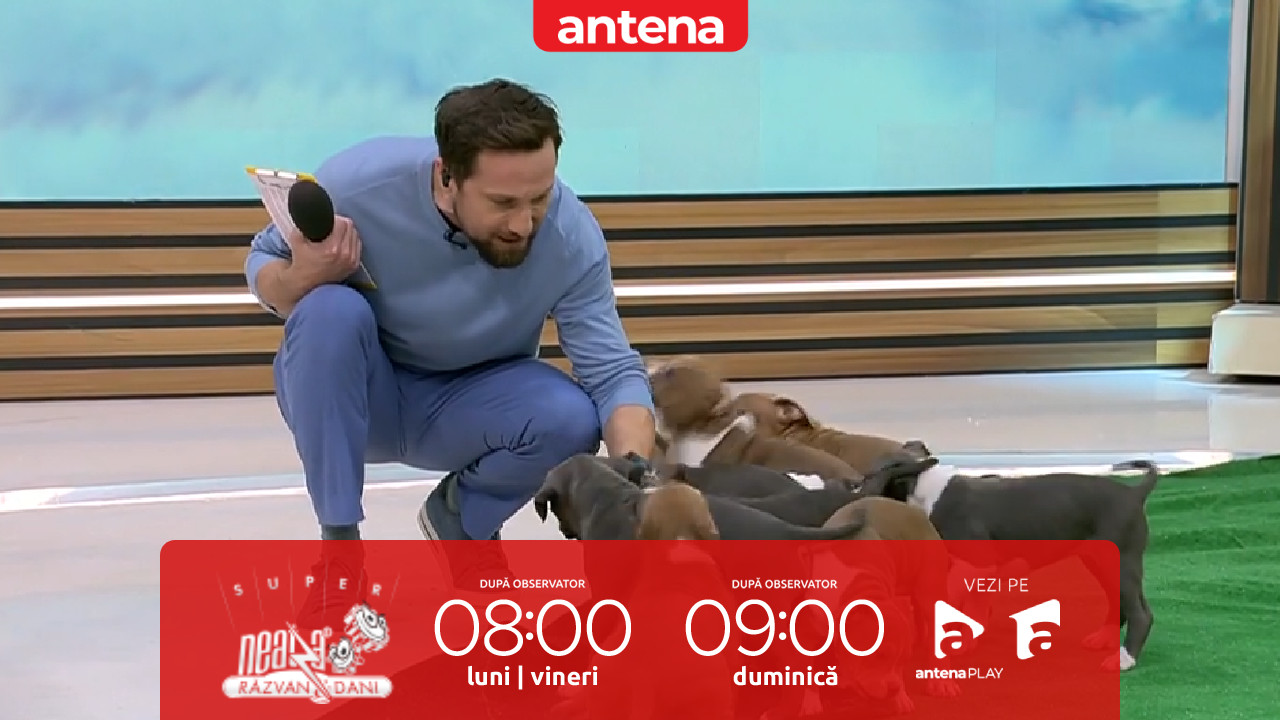 Super Neatza, 21 ianuarie 2026. Amstaff-ul, simbolul virtuții americane, tot mai popular și &icirc;n Rom&acirc;nia