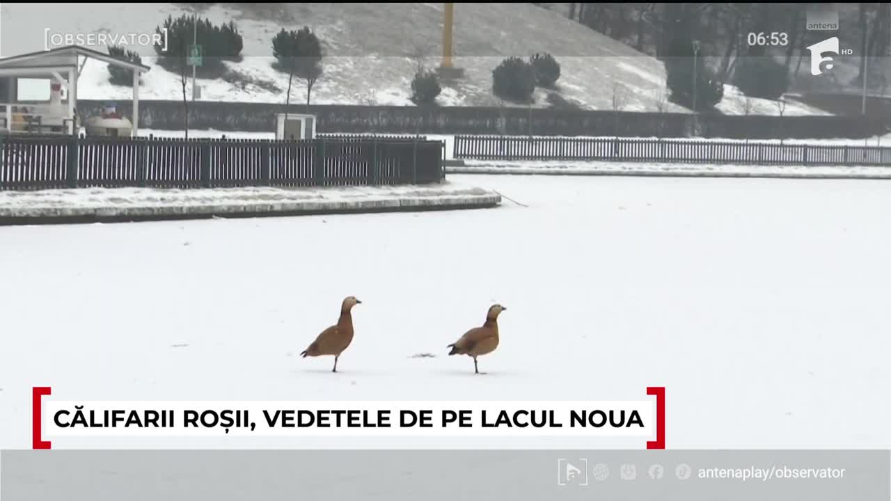 Observator ora 06 de Weekend