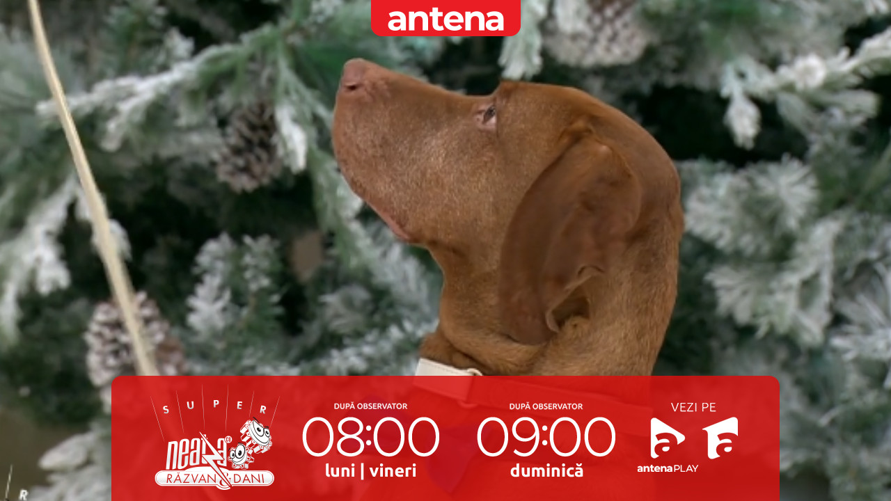 Super Neatza, 13 februarie 2026. Buddy, cățelul influencer pe TikTok