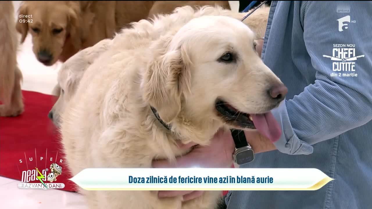 Super Neatza, 20 februarie 2026. C&acirc;inii din rasa Golden Retriever, animalele care ne alungă stresul