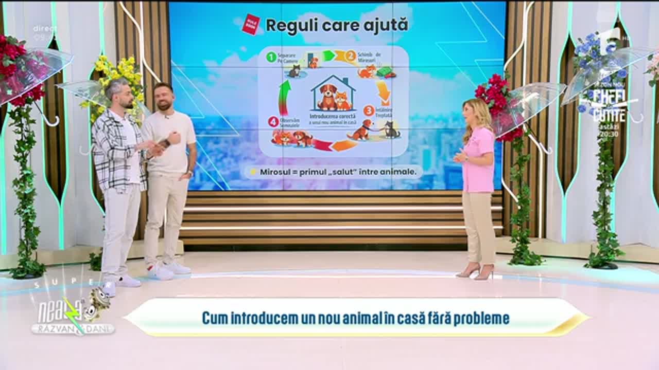 Super Neatza, 24 martie 2026. Cum să pregătești o &icirc;nt&acirc;lnire controlată &icirc;ntre două animale de companie