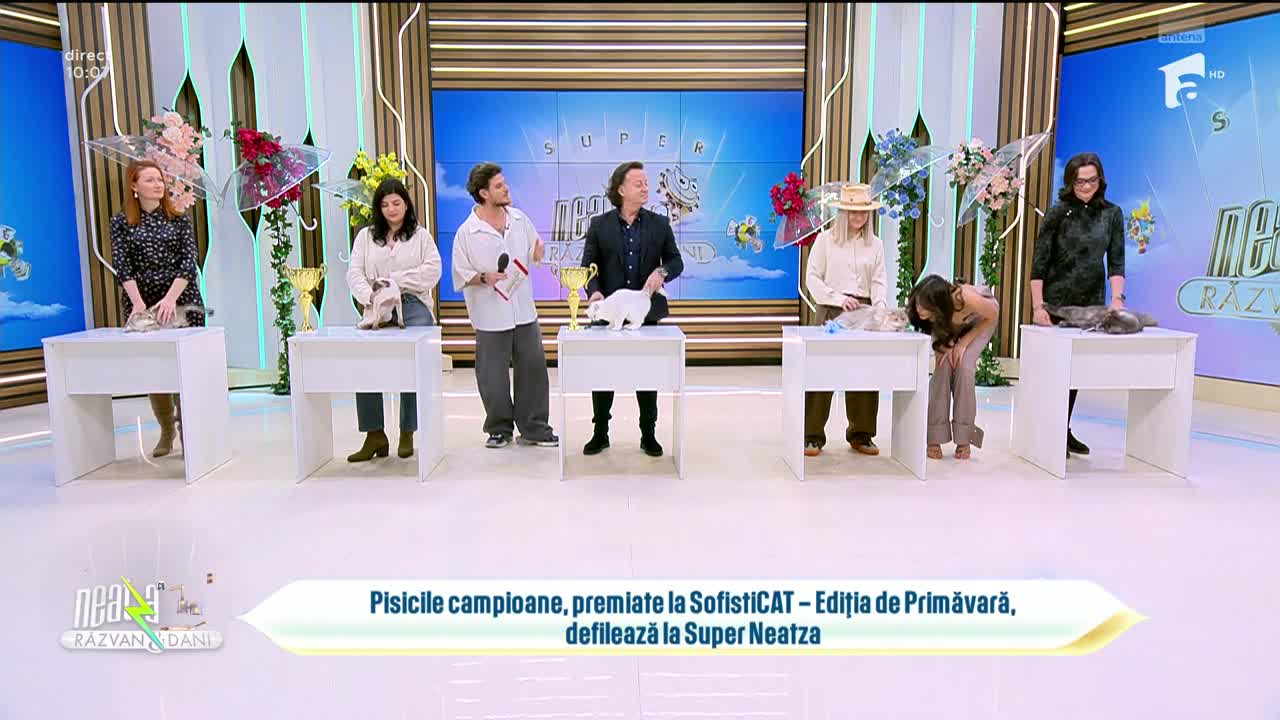 Super Neatza, 25 martie 2026. Parada eleganței la SofistiCAT: Cele mai frumoase pisici, premiate pe podium