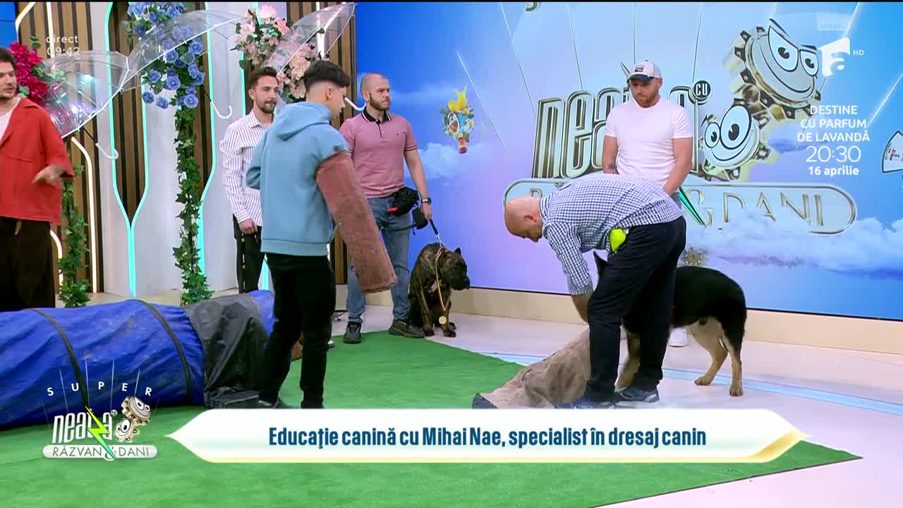 Super Neatza. Secretul unei relații perfecte cu c&acirc;inele tău