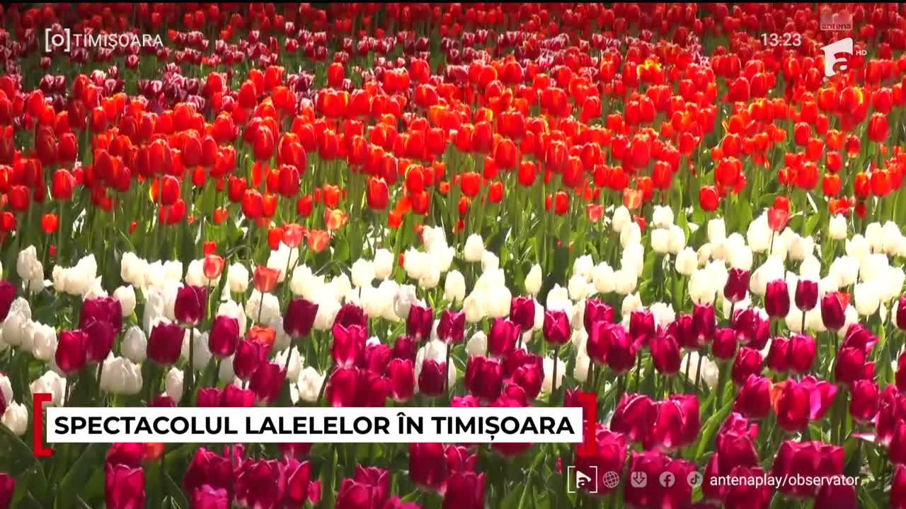 Observator ora 13 de Weekend