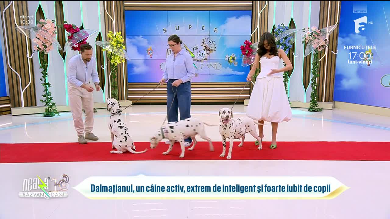 Super Neatza. Sfaturi de &icirc;ngrijire a rasei Dalmațian. Ce nevoi specifice are