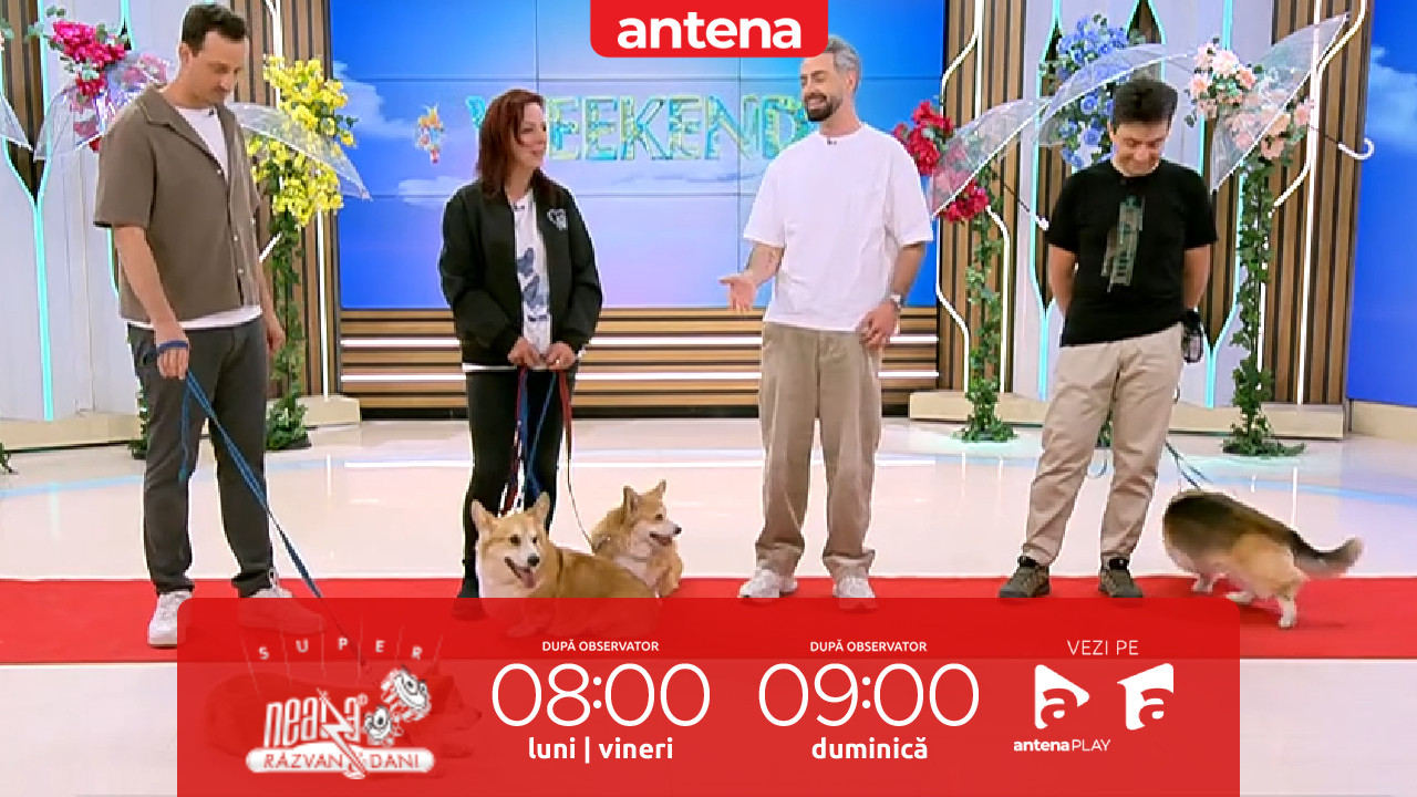 Neatza de Weekend. Totul despre Corgi. Secretele &icirc;ngrijirii unei rase regale
