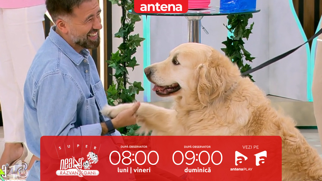 Super Neatza. Cum pregătim animalele de companie pentru călătorii