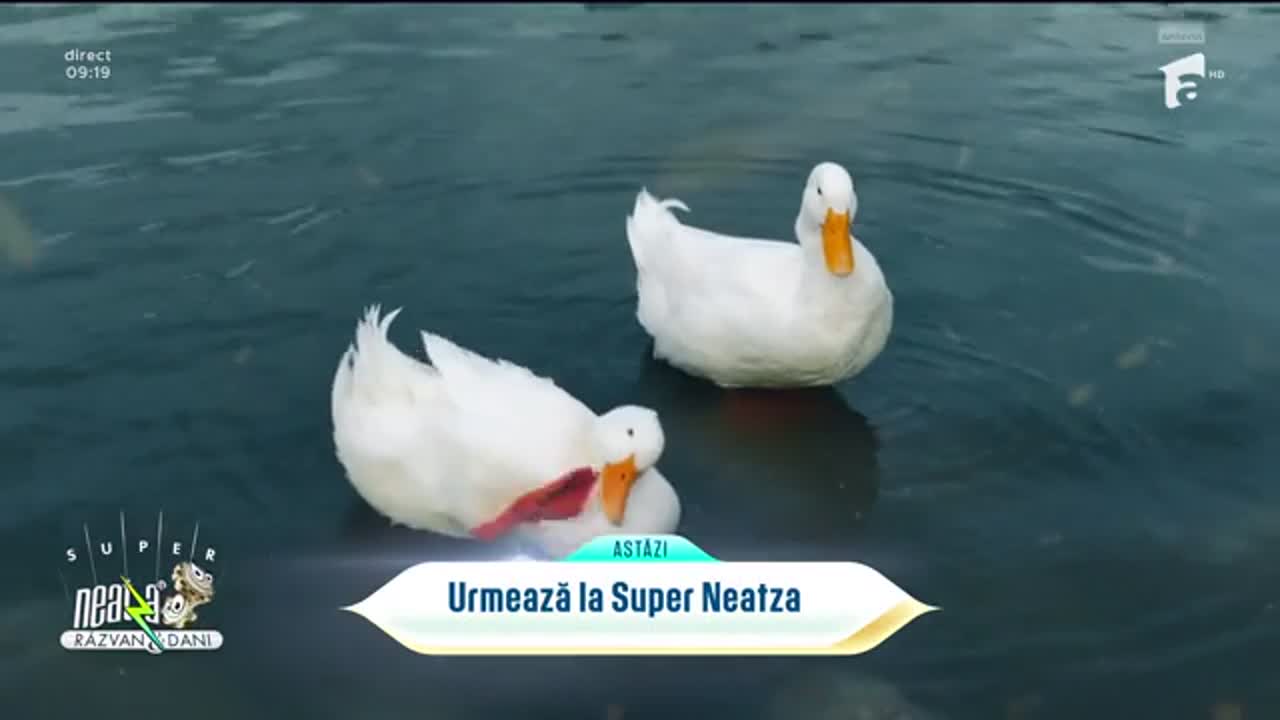 Neatza cu Răzvan și Dani