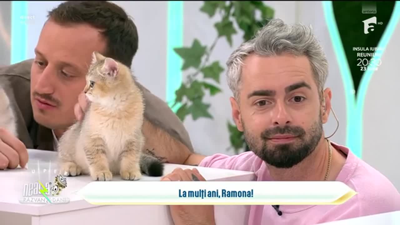 Super Neatza. Cele mai simpatice pisici din rasa British Shorthair