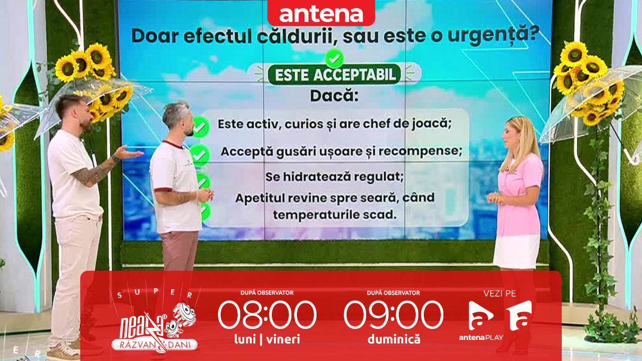 Super Neatza. De ce animalele de companie refuză să măn&acirc;nce c&acirc;nd este foarte cald