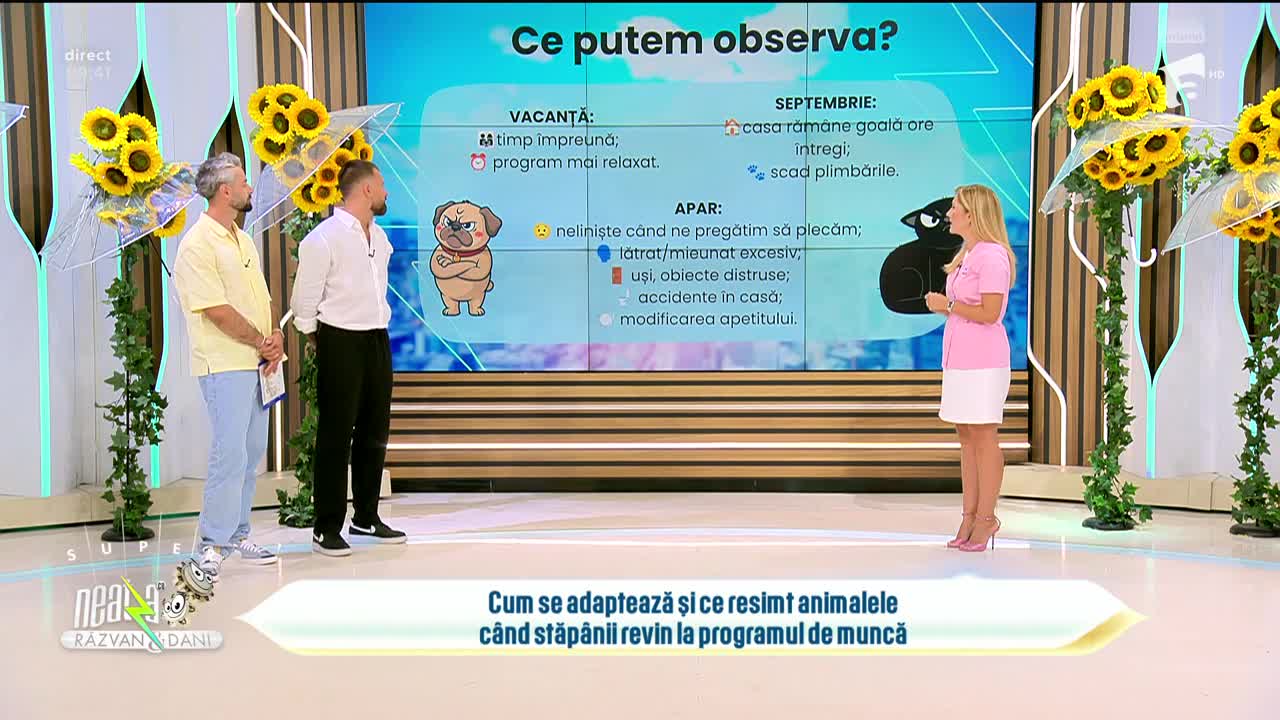 Super Neatza. Anxietatea de separare la c&acirc;ini și pisici! Cum &icirc;i afectează &icirc;ntoarcerea ta la birou