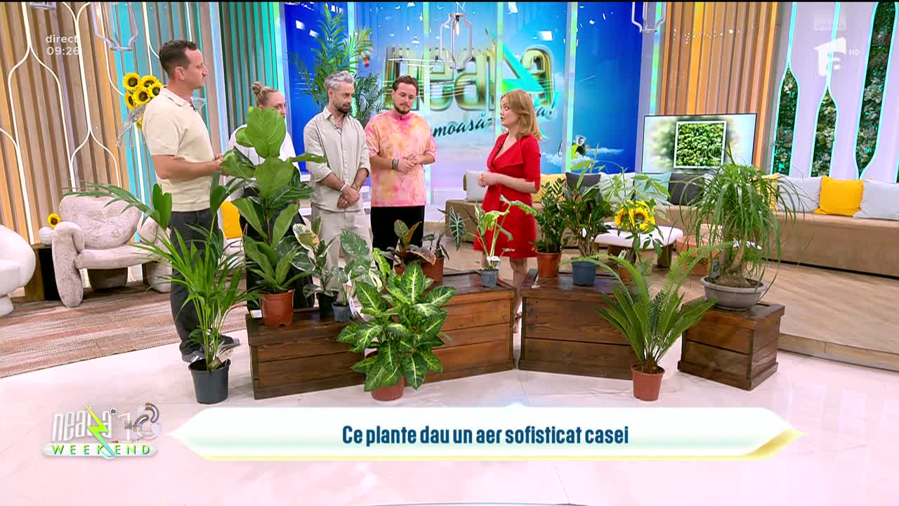 Neatza de Weekend. Plante de interior care dau un aer sofisticat casei! Cum să creezi un decor elegant