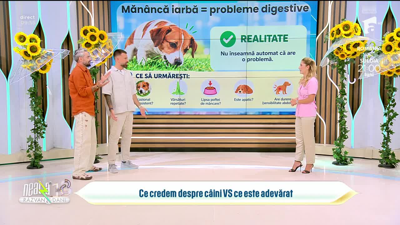 Super Neatza. Ce greșeli fac mulți stăp&acirc;ni de c&acirc;ini? Cele mai comune mituri