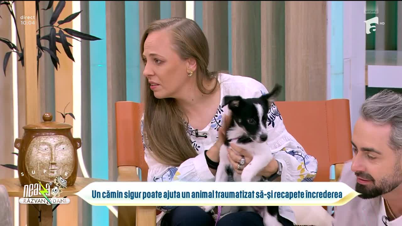 Super Neatza. Ce trebuie să ştii dacă vrei să adopți un animal de companie