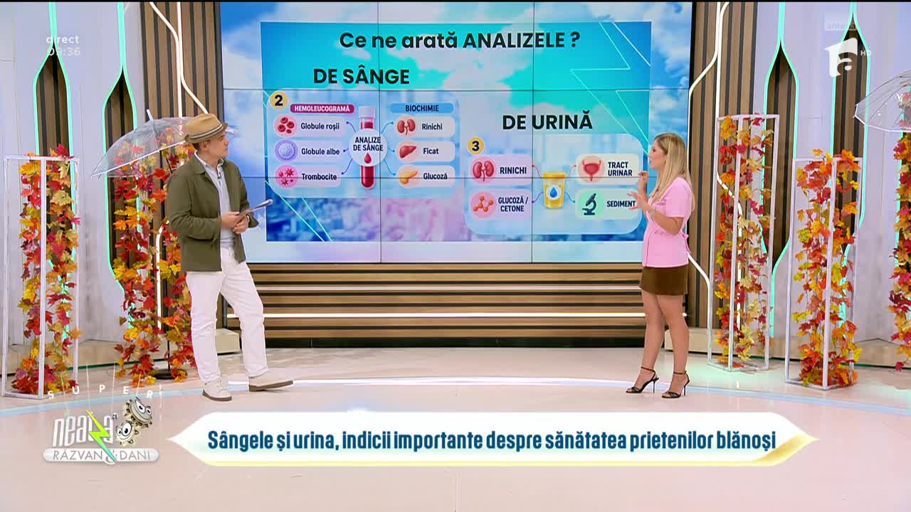 Super Neatza. C&acirc;nd trebuie să le facem analize animalelor de companie