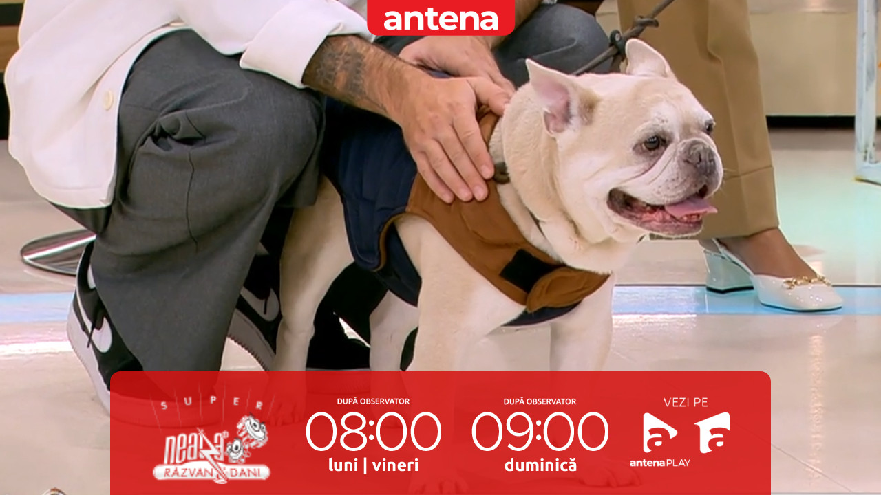 Super Neatza. Cum ne protejăm animalele de companie de frig. Sfaturile medicului veterinar