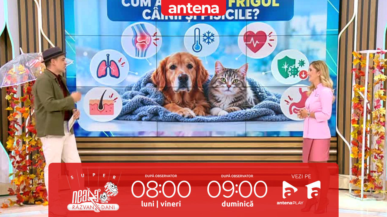 Super Neatza. Semnele care &icirc;ți arată că animalului tău &icirc;i este frig!