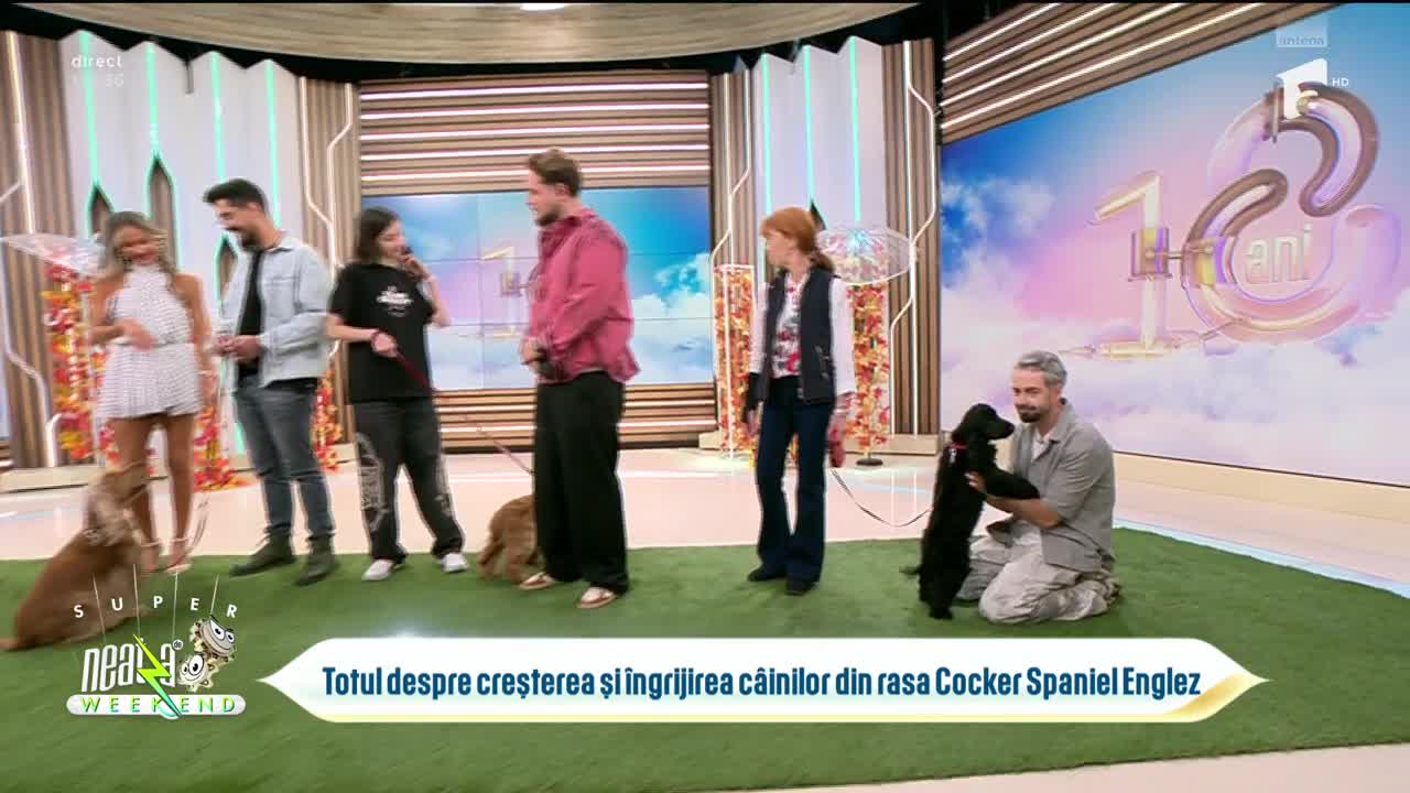 Neatza de Weekend. Cocker Spaniel Englez: Cum se &icirc;ngrijește corect și la ce trebuie să fie atenți stăp&acirc;nii