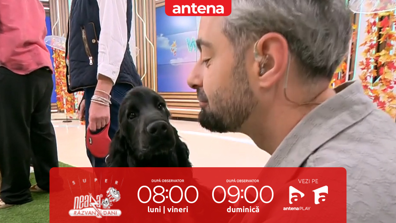 Neatza de Weekend. Cocker Spaniel Englez: Cum se &icirc;ngrijește corect și la ce trebuie să fie atenți stăp&acirc;nii