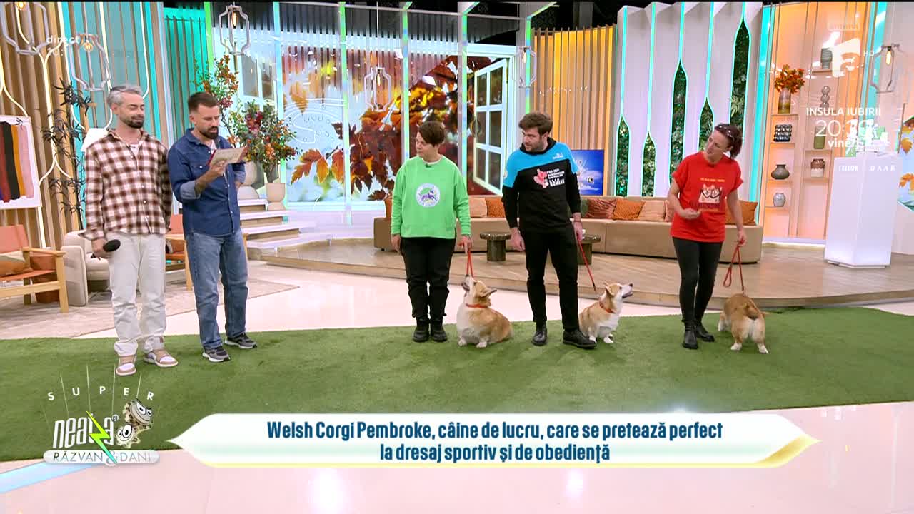 Super Neatza. Welsh Corgi Pembroke, un c&acirc;ine inteligent și energic, potrivit pentru dresaj sportiv