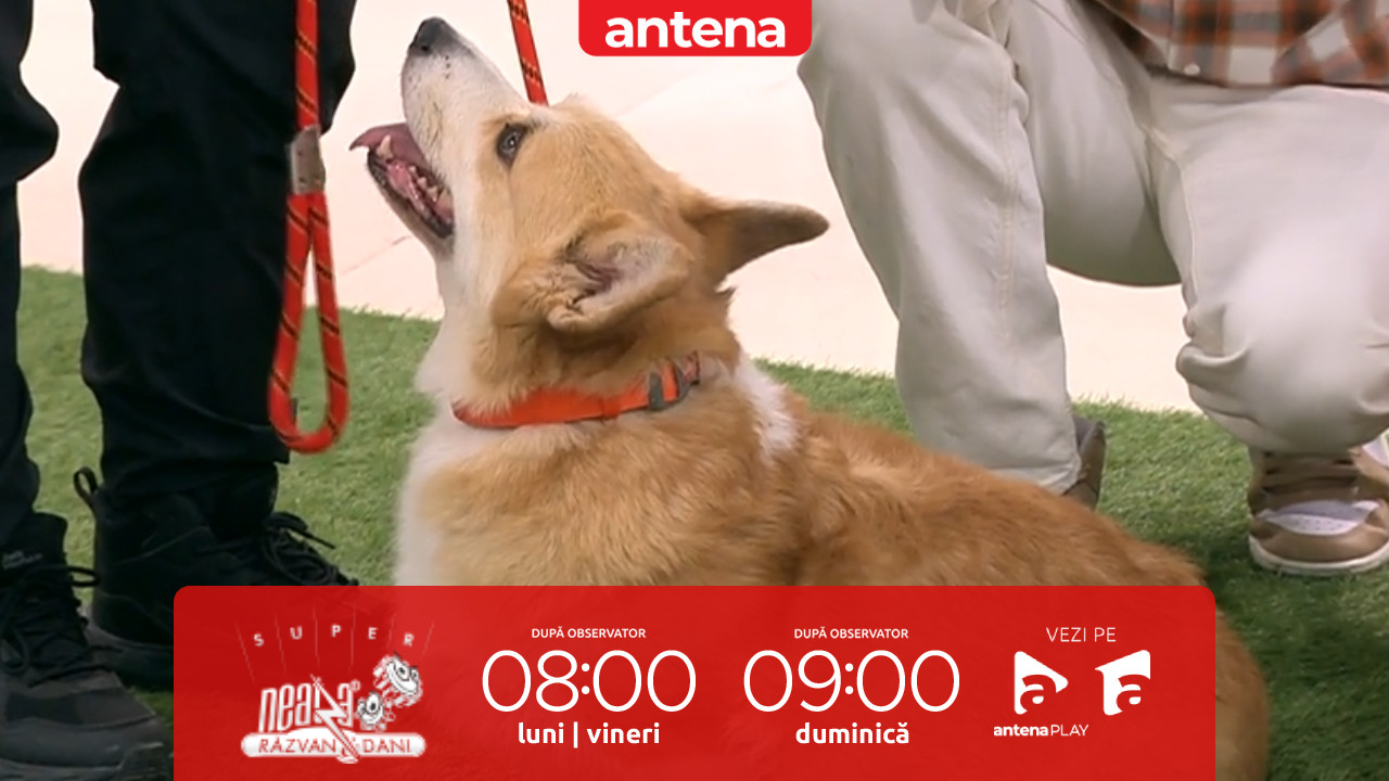 Super Neatza. Welsh Corgi Pembroke, un c&acirc;ine inteligent și energic, potrivit pentru dresaj sportiv