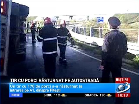 Un Tir Cu 170 De Porci S A Răsturnat La Intrarea Pe A1 Dinspre Pitesti