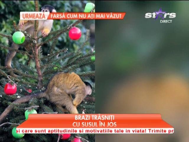 Brazi de Crăciun trăzniţi, cu susul &icirc;n jos!