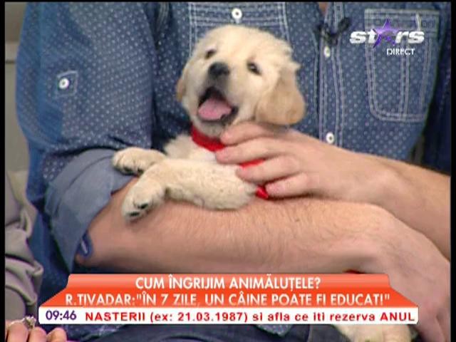 Cum &icirc;ngrijim animalele, sfaturi de la specialist