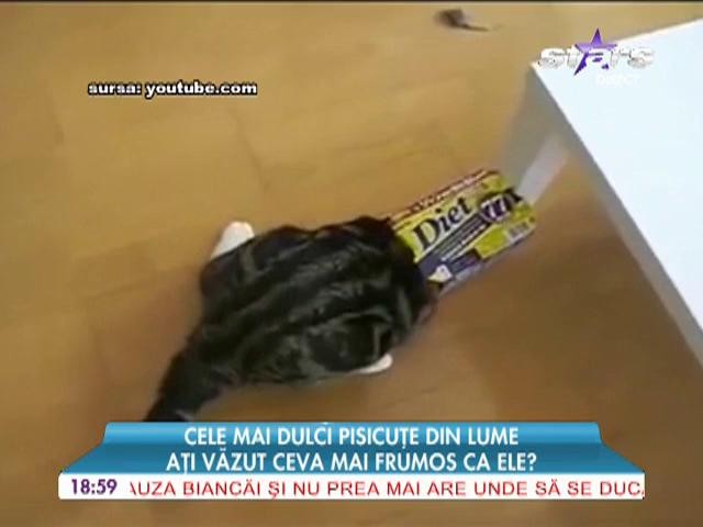 Cele mai dulci pisici din lume