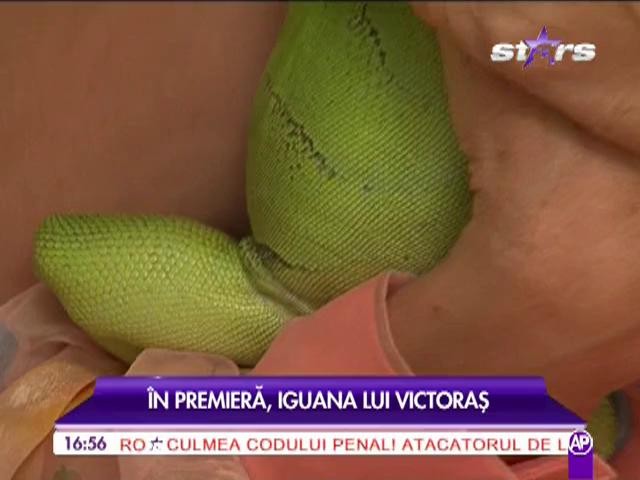 Iguana lui Victoras