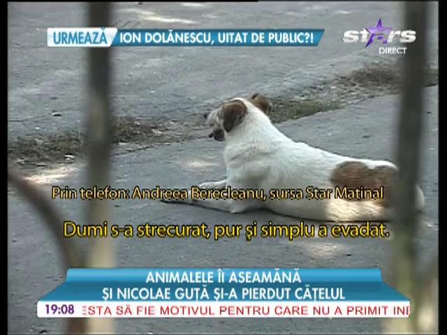 Nicolae Guta si-a pierdut catelul
