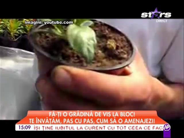 Gradina de vis la bloc