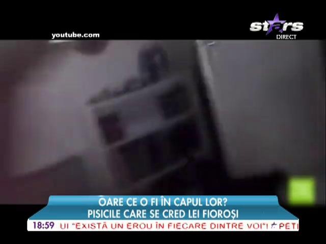 Animăluţele, haioase și c&acirc;nd sunt st&acirc;ngace