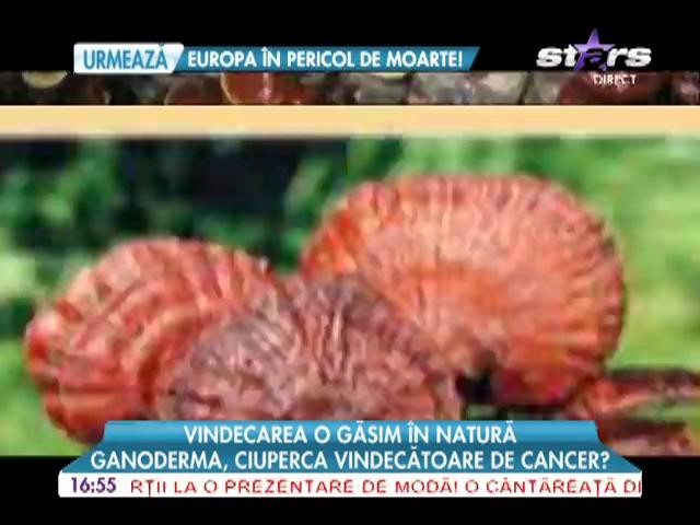 Ganoderma, ciuperca vindecatoare de cancer?