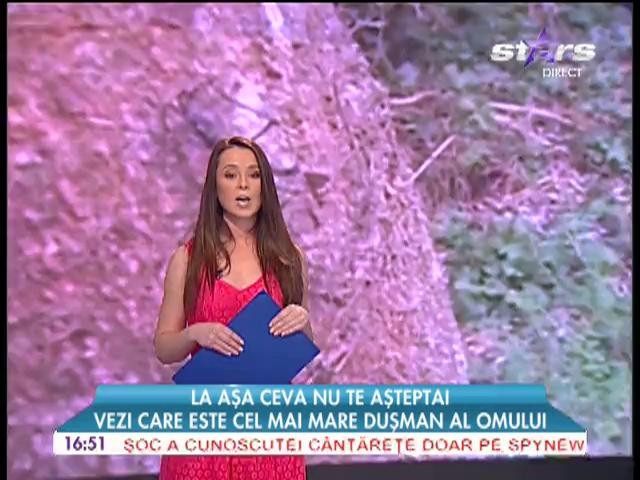 Ţ&acirc;nţarul, cel mai periculos duşman al omului