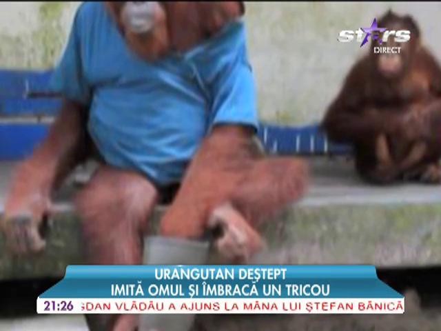 Un urangutan deştept imită omul şi &icirc;mbracă un tricou