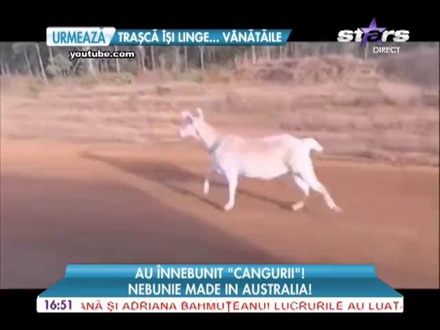 Un bărbat i-a dat drumul țapului său și l-a pus să alerge pe l&acirc;ngă mașină