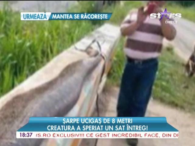 Şarpe ucigaş de 8 metri! Creatura a speriat un sat &icirc;ntreg!