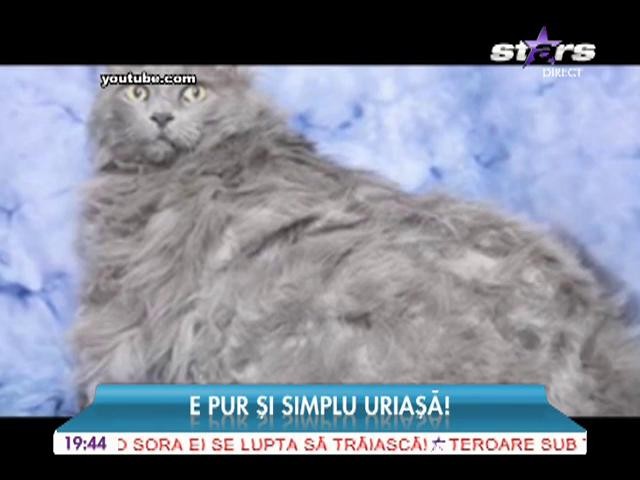 Cea mai mare pisică din lume! C&acirc;ntărește 10 kilograme!