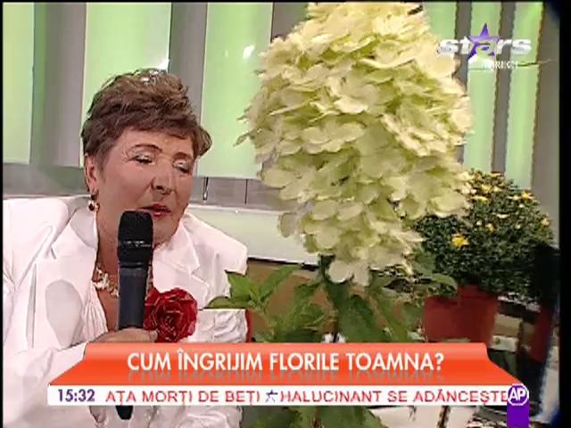 Cum &icirc;ngrijim florile toamna?