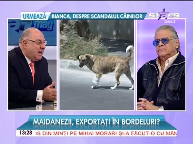Acuzaţii halucinante! Maidanezii, exportați pentru zoofilie?