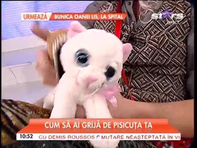Cum să ai grijă de pisicuţa ta!