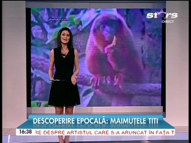 Descoperire epocală: Maimuţele Titi!