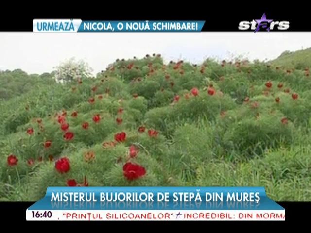 Minunea naturii a &icirc;nt&acirc;rziat trei săptăm&acirc;ni! Misterul bujorilor de stepă din Mureş