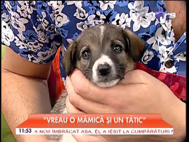 Mariana Roşca, decizie uluitoare: "Vrea o mămică şi un tătic. Doarme la picioarele mele!"