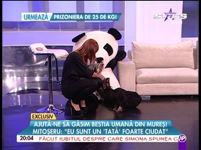 Mihai Mitoşeru, cuvinte dure: "Eşti un idiot, un cretin, un dobitoc"