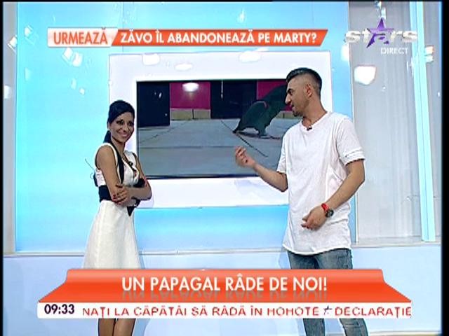CELE MAI HAIOASE FAZE DIN LUMEA CELOR CARE NU CUV&Acirc;NTĂ! Un papagal r&acirc;de de noi