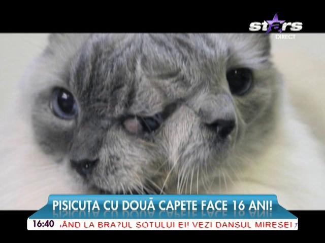 Pisicuţa cu două capete face 16 ani!